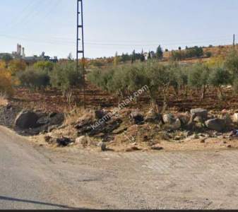 Asfalta Sıfır Köksalan Da 7.5 Dönüm Tek Tapu Yer 6