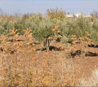 Asfalta Sıfır Köksalan Da 7.5 Dönüm Tek Tapu Yer 9