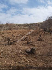 Develi Güney Yukarı Mah Bağ 2