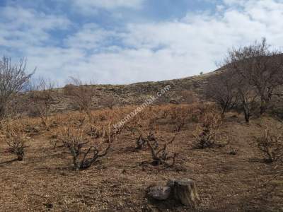 Develi Güney Yukarı Mah Bağ 7