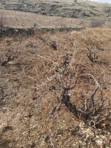 Develi Güney Yukarı Mah Bağ 3