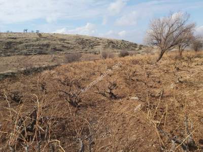 Develi Güney Yukarı Mah Bağ 8