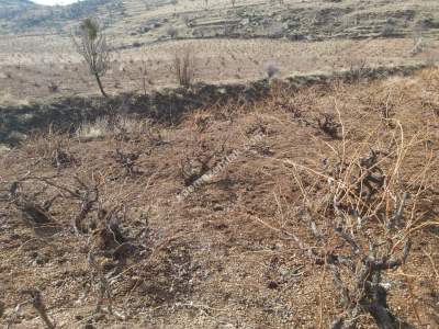 Develi Güney Yukarı Mah Bağ 9