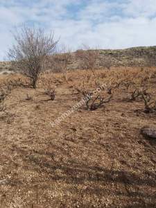 Develi Güney Yukarı Mah Bağ 4
