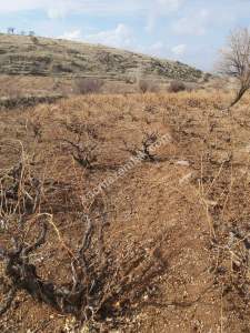 Develi Güney Yukarı Mah Bağ 5