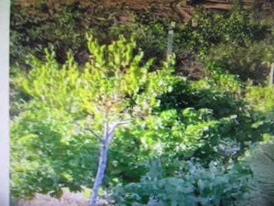 Develi Yedek Mah Satlık Bağ Evi 7