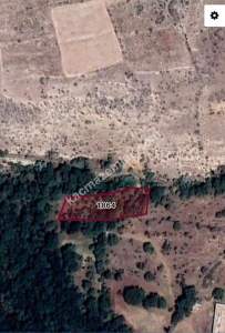 Develi Zile Mah. Bağ 1