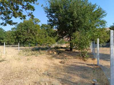 Kayseri Develi Zile Mah Satlık Bag Arsa 6