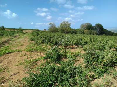 Tekirdağ Şarköy Çengelli Mahallesi Satılık Üzüm Bağı 9