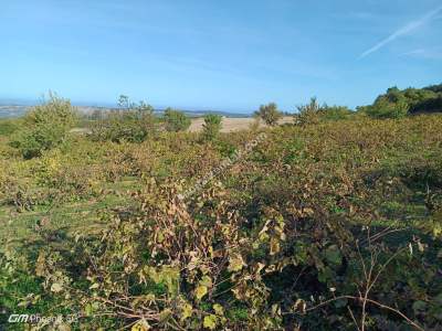 Tekirdağ Şarköy Çengelli Mahallesi Satılık Üzüm Bağı 7