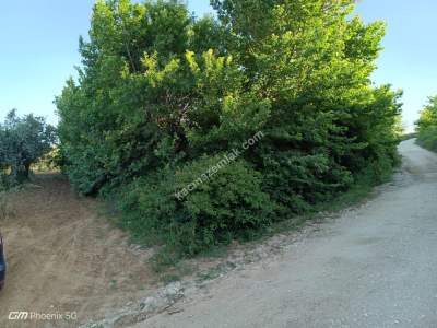 Tekirdağ Şarköy Hoşköy Mahallesi Satılık Kiraz Bahçesi 3