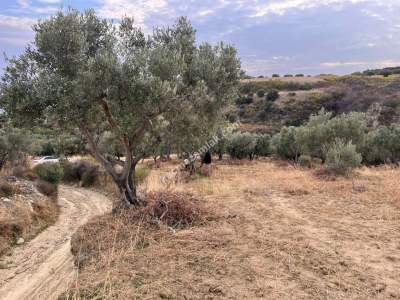 Tekirdağ Şarköy Kirazlı Mahallesi Satılık İmara Yakın 4
