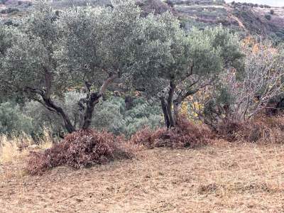 Tekirdağ Şarköy Kirazlı Mahallesi Satılık İmara Yakın 12