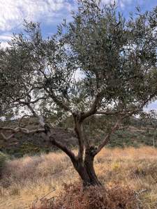 Tekirdağ Şarköy Kirazlı Mahallesi Satılık İmara Yakın 16