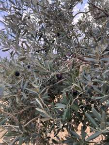 Tekirdağ Şarköy Kirazlı Mahallesi Satılık İmara Yakın 6