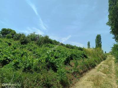 Tekirdağ Şarköy Mursallı Mahallesinde Satılık Üzüm Bağı 9