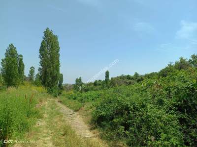 Tekirdağ Şarköy Mursallı Mahallesinde Satılık Üzüm Bağı 2