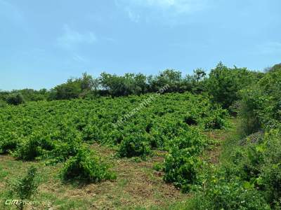 Tekirdağ Şarköy Mursallı Mahallesinde Satılık Üzüm Bağı 5