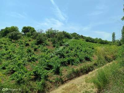 Tekirdağ Şarköy Mursallı Mahallesinde Satılık Üzüm Bağı 7
