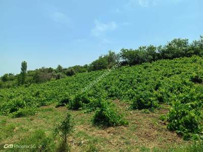 Tekirdağ Şarköy Mursallı Mahallesinde Satılık Üzüm Bağı 3