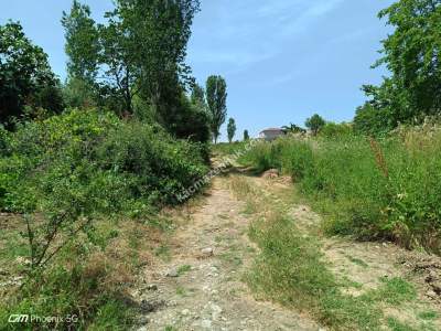 Tekirdağ Şarköy Mursallı Mahallesinde Satılık Üzüm Bağı 6