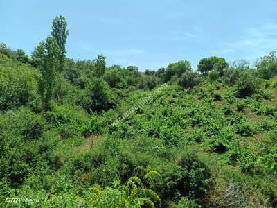 Tekirdağ Şarköy Mursallı Mahallesinde Satılık Üzüm Bağı 8