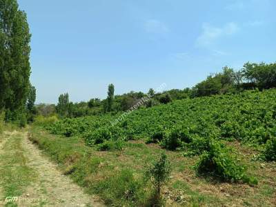 Tekirdağ Şarköy Mursallı Mahallesinde Satılık Üzüm Bağı 4