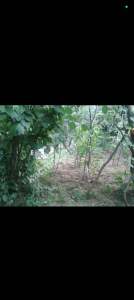 Trabzon Yomra Sancak Mah. Yalı Mevkiinde 510 M² Arsa 3