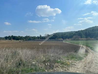 Adana, Çukurova, Kaşoba' Da 12 Dönüm Kiraz Bahçesi