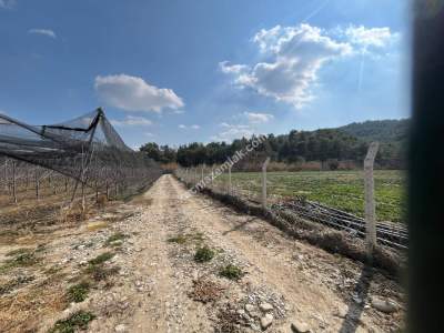 Adana, Çukurova, Kaşoba' Da 12 Dönüm Kiraz Bahçesi 2
