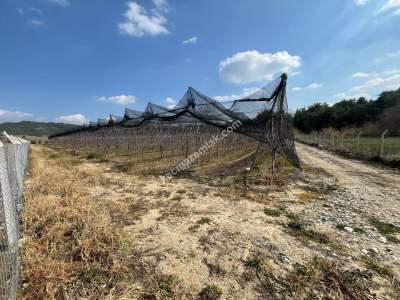 Adana, Çukurova, Kaşoba' Da 12 Dönüm Kiraz Bahçesi 3