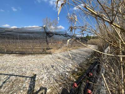 Adana, Çukurova, Kaşoba' Da 12 Dönüm Kiraz Bahçesi 4