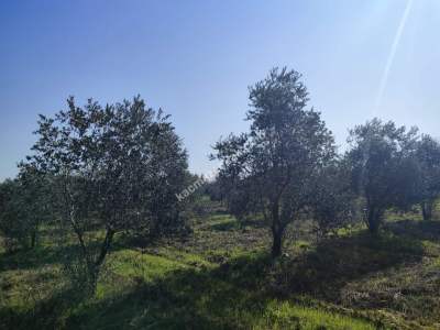 Hamzalıda Satılık Portakal Bahçesi 9