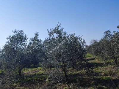 Hamzalıda Satılık Portakal Bahçesi 3