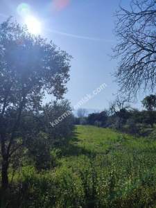 Hamzalıda Satılık Portakal Bahçesi 12