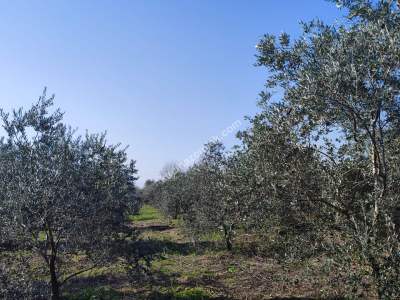 Hamzalıda Satılık Portakal Bahçesi 4