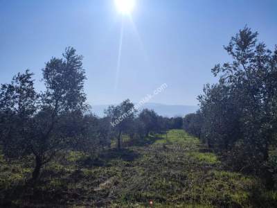 Hamzalıda Satılık Portakal Bahçesi 8
