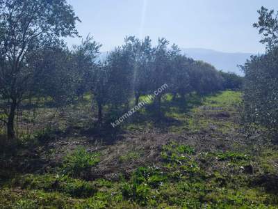 Hamzalıda Satılık Portakal Bahçesi 6