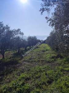 Hamzalıda Satılık Portakal Bahçesi 11