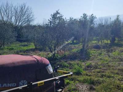 Hamzalıda Satılık Portakal Bahçesi 5