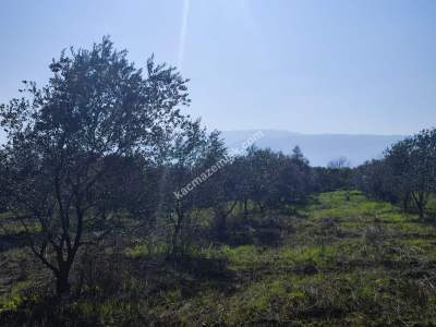 Hamzalıda Satılık Portakal Bahçesi 7