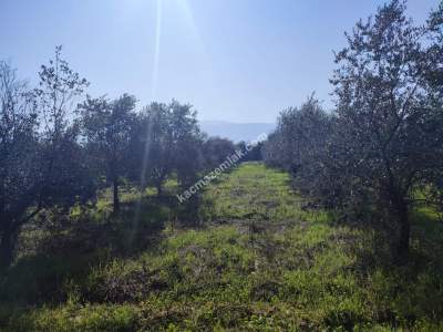 Hamzalıda Satılık Portakal Bahçesi 10