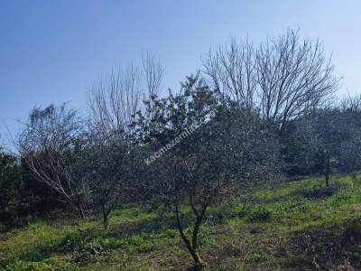 Hamzalıda Satılık Portakal Bahçesi 1