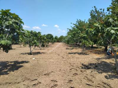 Kaçmaz Emlak Nazilliden Sultanhisar Kavaklıda Fırsat Ho 6