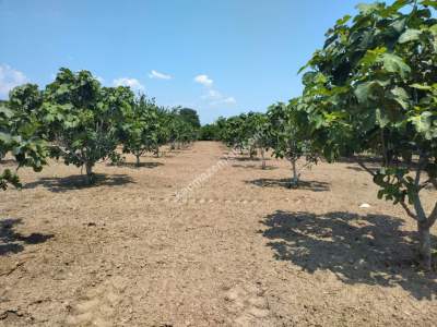 Kaçmaz Emlak Nazilliden Sultanhisar Kavaklıda Fırsat Ho 8