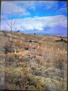 Bilecik Yenipazarda Satılık Bahçe 5