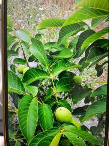 Bilecik Yenipazarda Satılık Bahçe 7