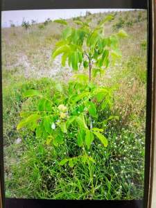 Bilecik Yenipazarda Satılık Bahçe 4