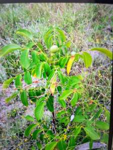 Bilecik Yenipazarda Satılık Bahçe 2