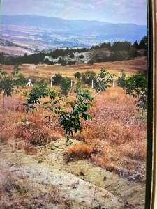 Bilecik Yenipazarda Satılık Bahçe 9